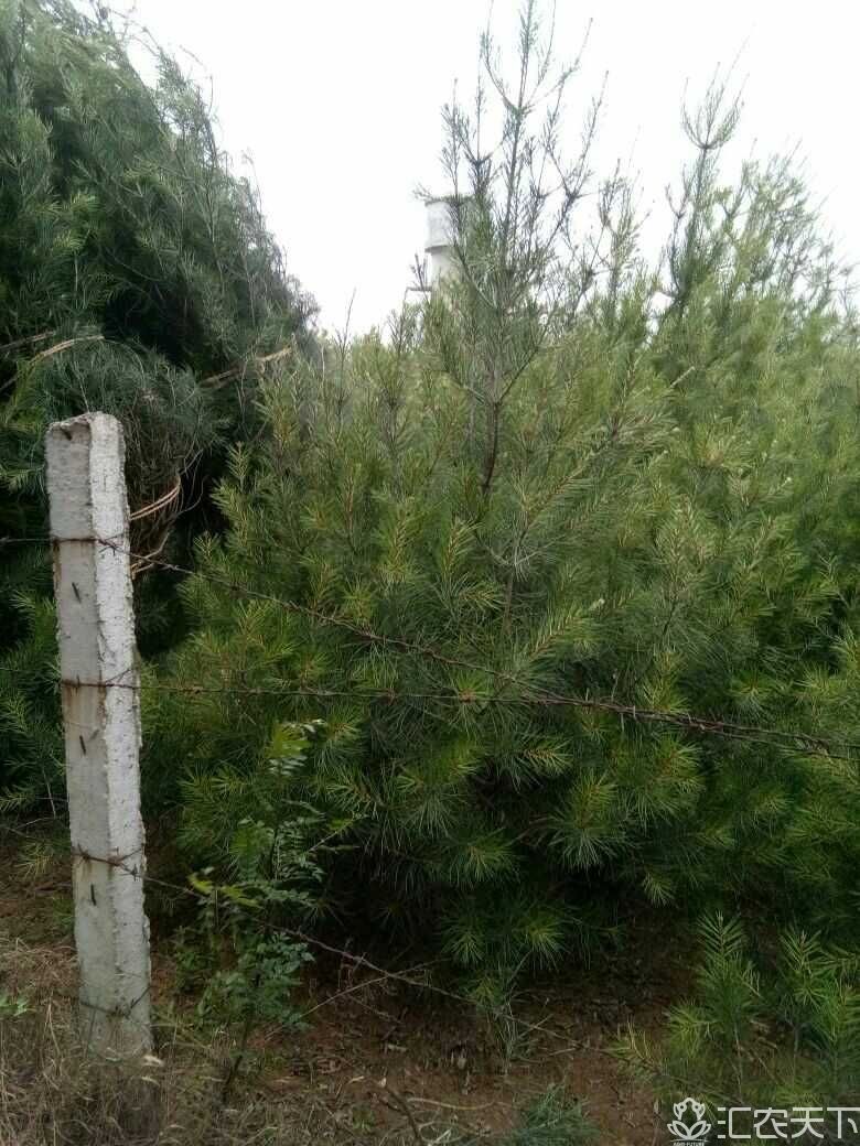 蓝田白皮松1至7米白皮松