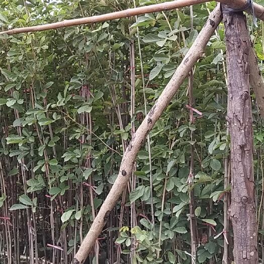 普宁市多花黄花风铃木