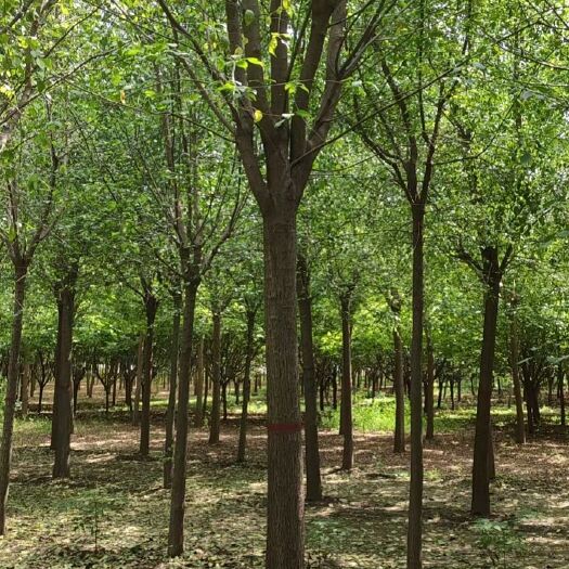 大叶女贞2-15公分