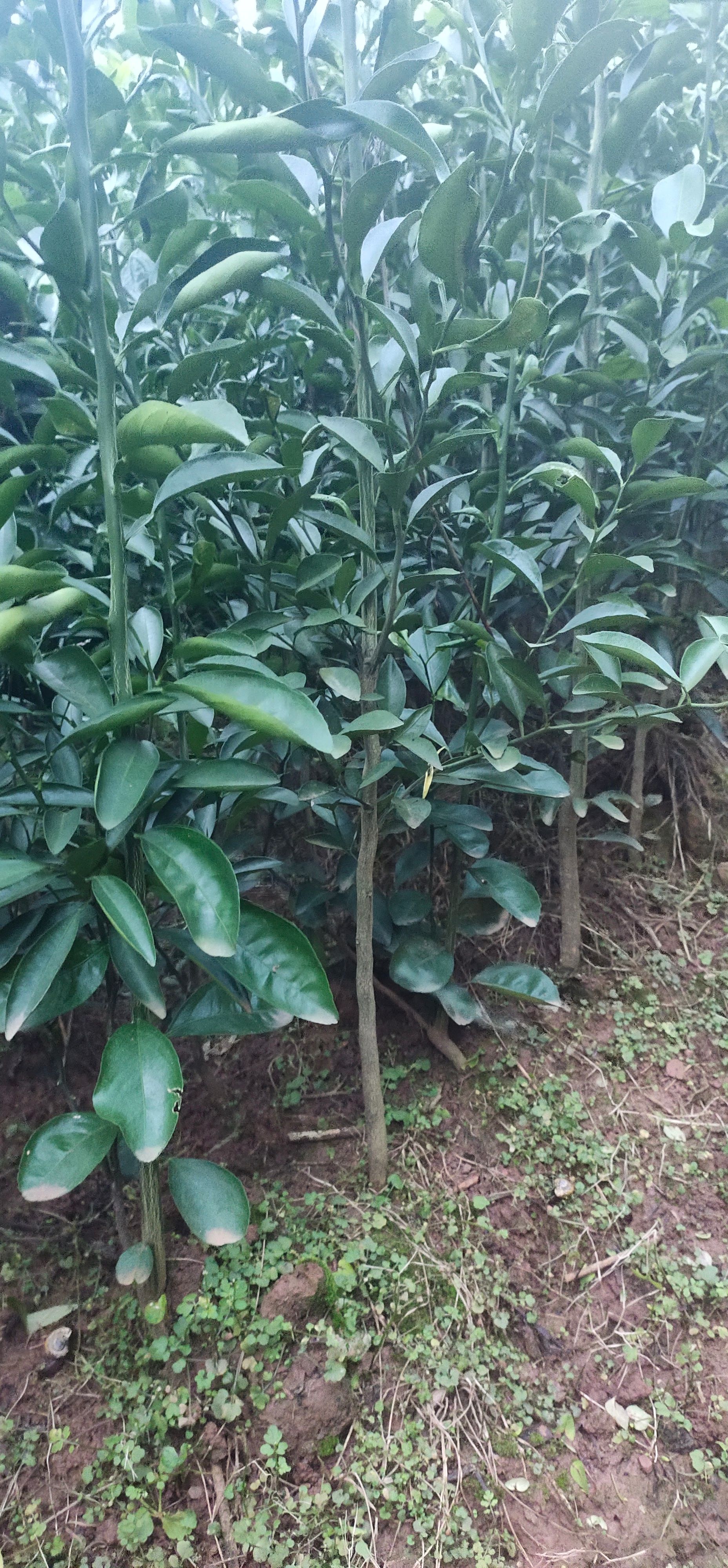  四川红橘苗红桔苗嫁接明日见爱媛38春见甘平沃柑砧木苗圃起货