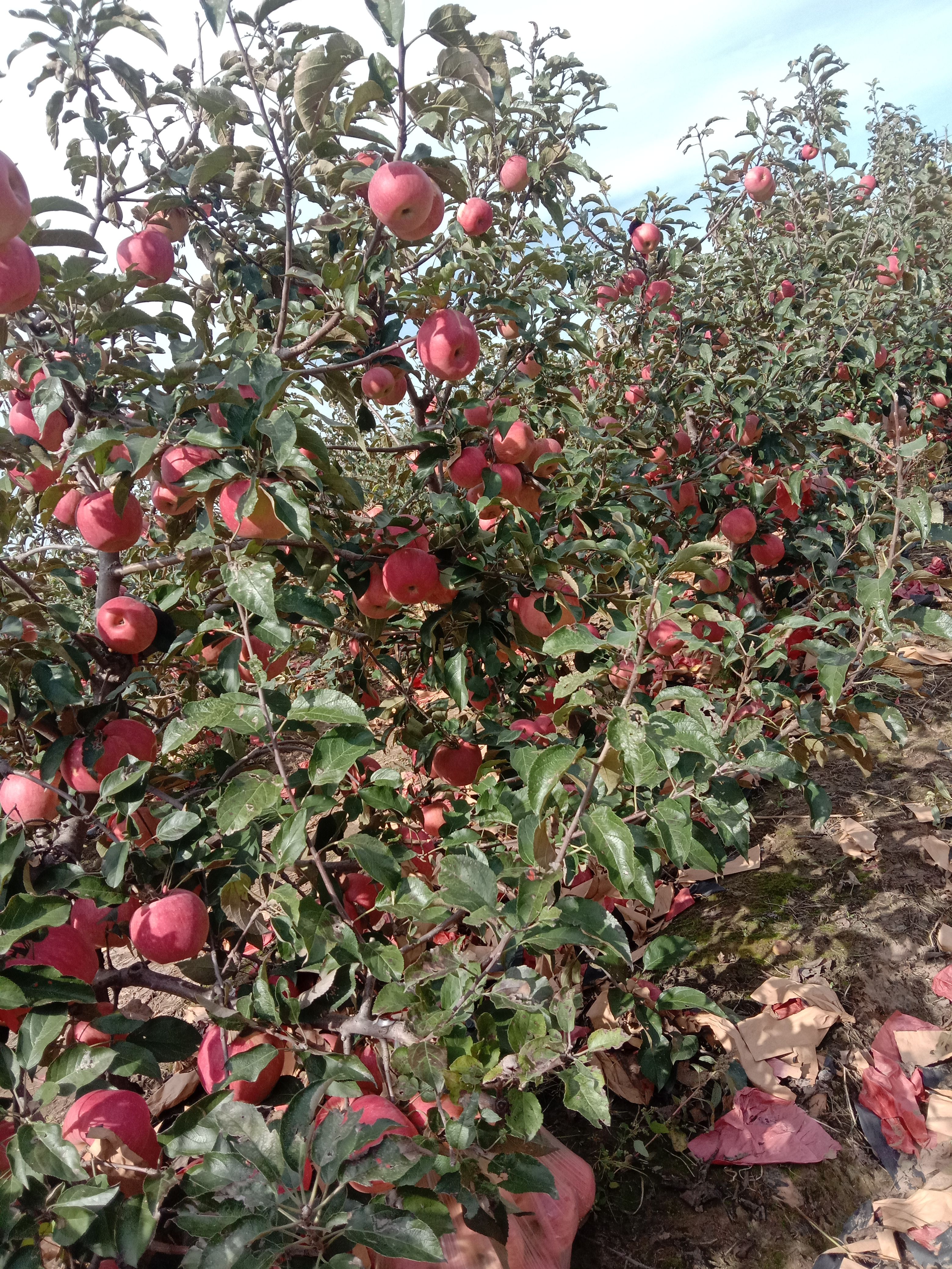 寒富苹果 苹果上市J