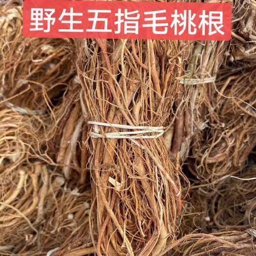 和平县小扎五指毛桃
