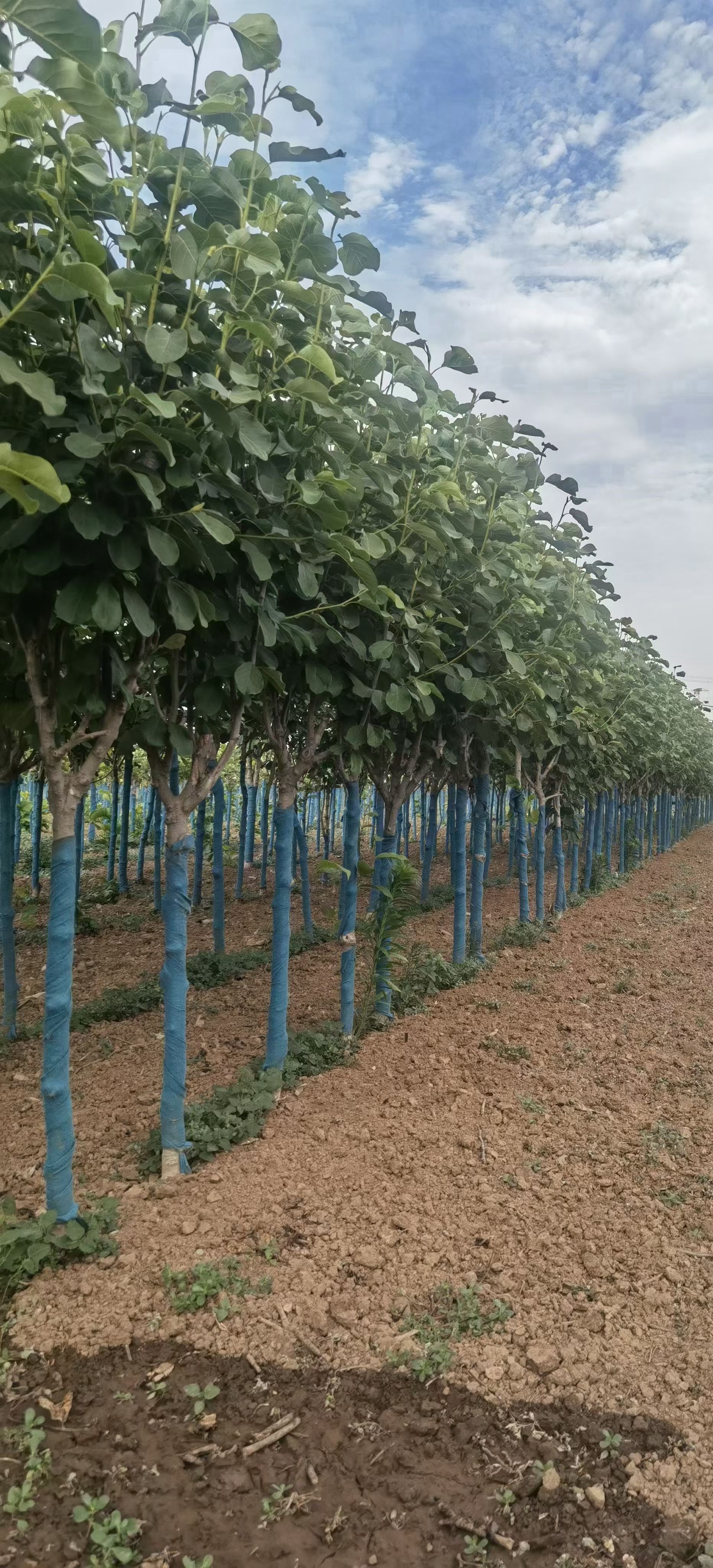 娇红一号红花玉兰 红花玉兰-娇红一号