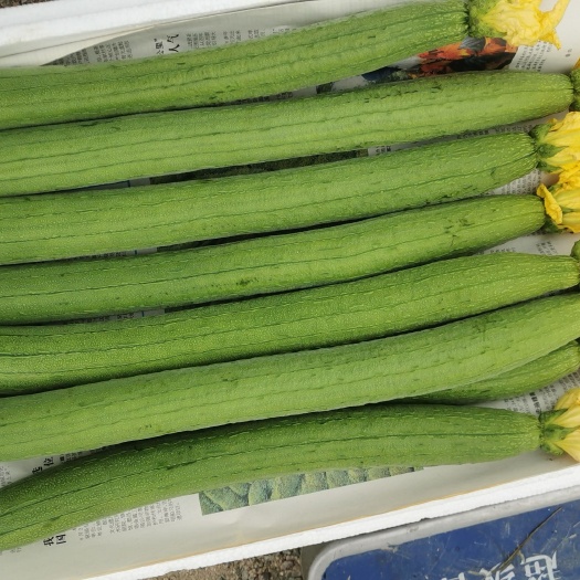 濮阳县 鲜花丝瓜