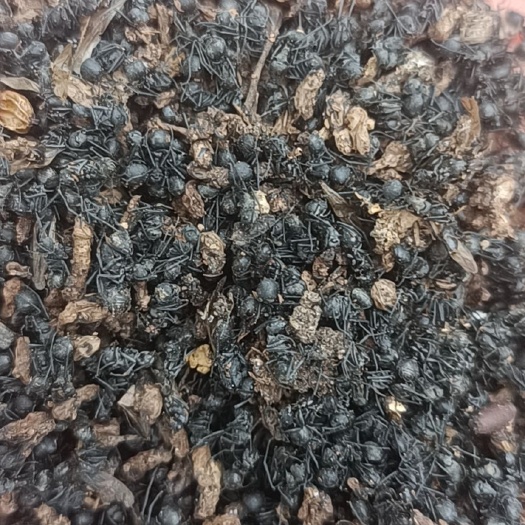 英德市蛋，蚂蚁干，通货