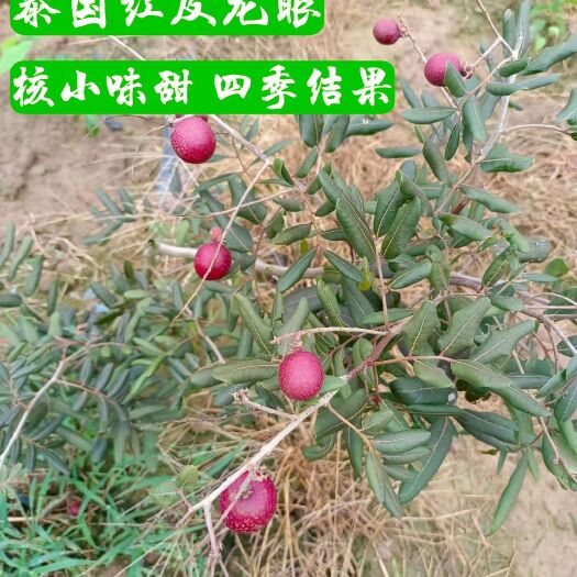 紅殼龍眼苗  紅殼紅皮龍眼苗  小葉小核紅皮龍眼苗 四季開花結(jié)果