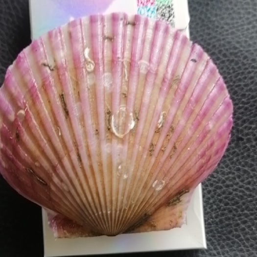 威海扇贝港湾贝，咖啡贝