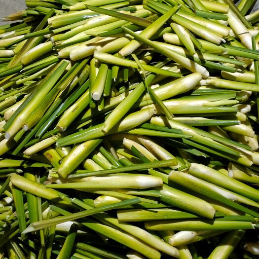 岳西县 单季茭白