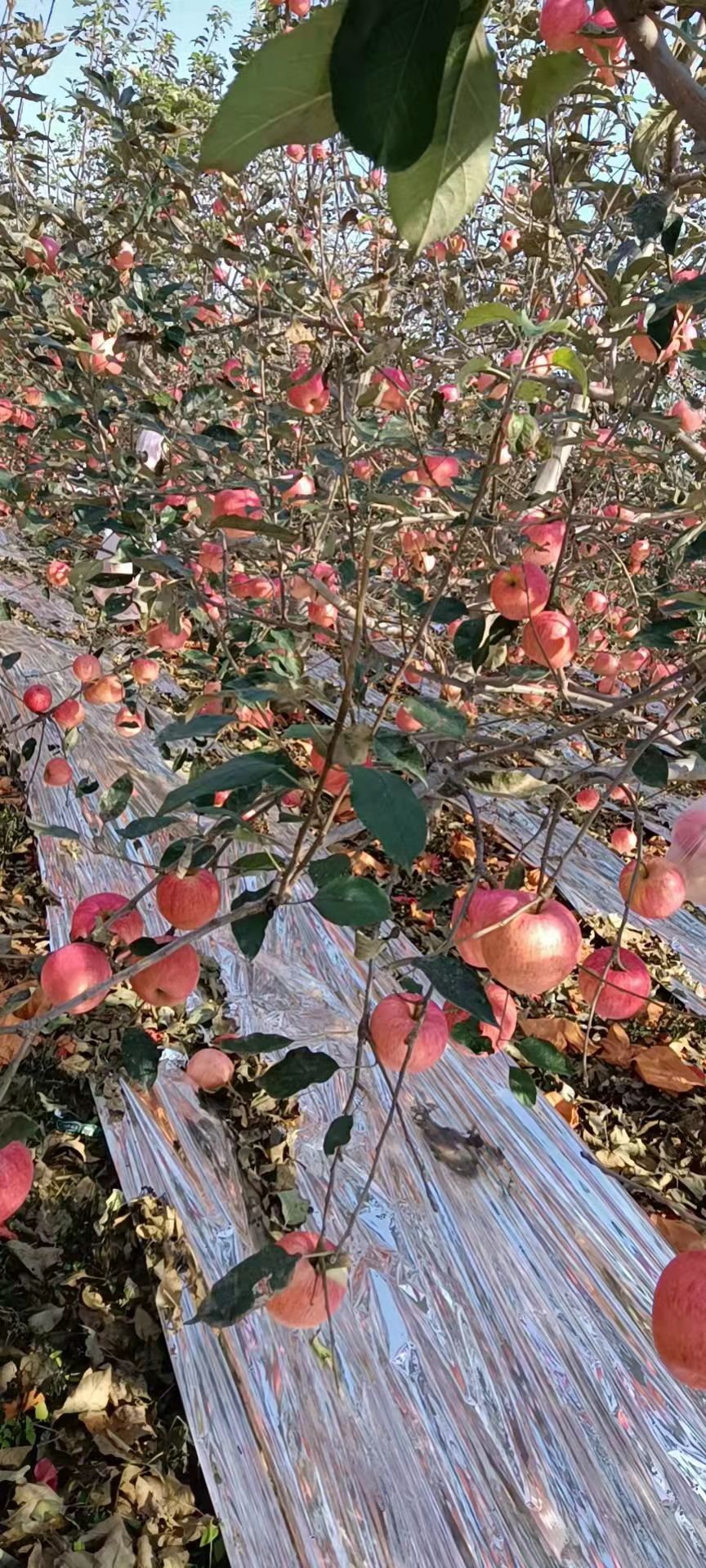 寒富苹果  绥中一刀寒富