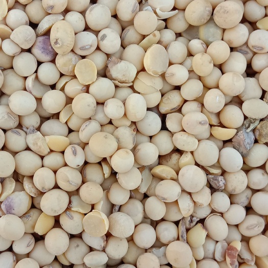 庄河市辽宁大豆出油率高，蛋白38－39