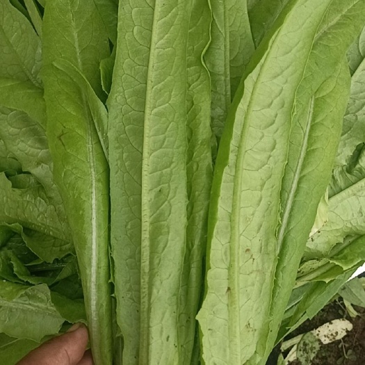 沈阳青油麦 15~20cm