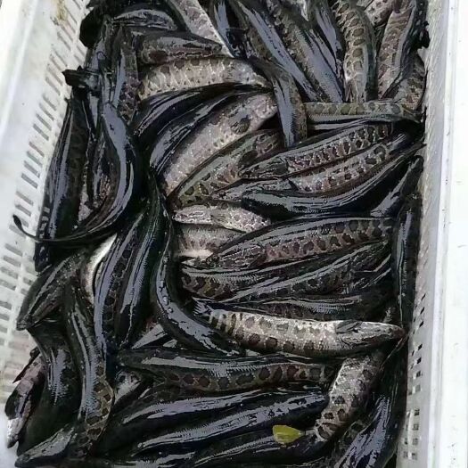 淮安乌鳢  七星黑鱼苗，鱼苗，成鱼。