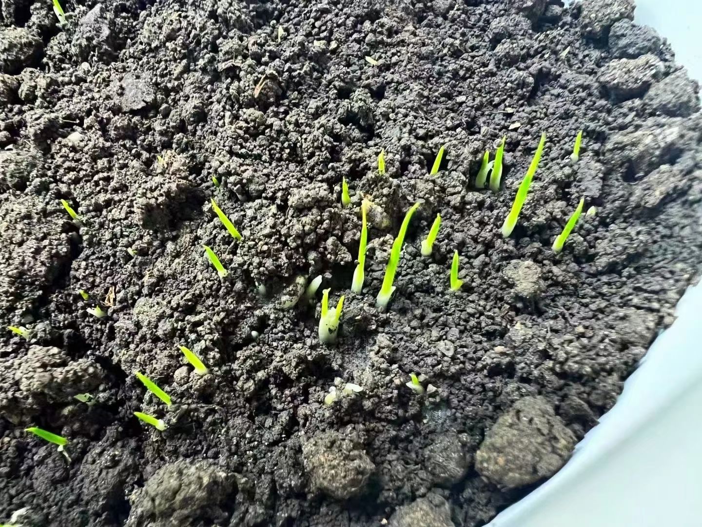 大米  推广食品安全，捍卫食品安全。
为了家人和孩子从身边人做起。