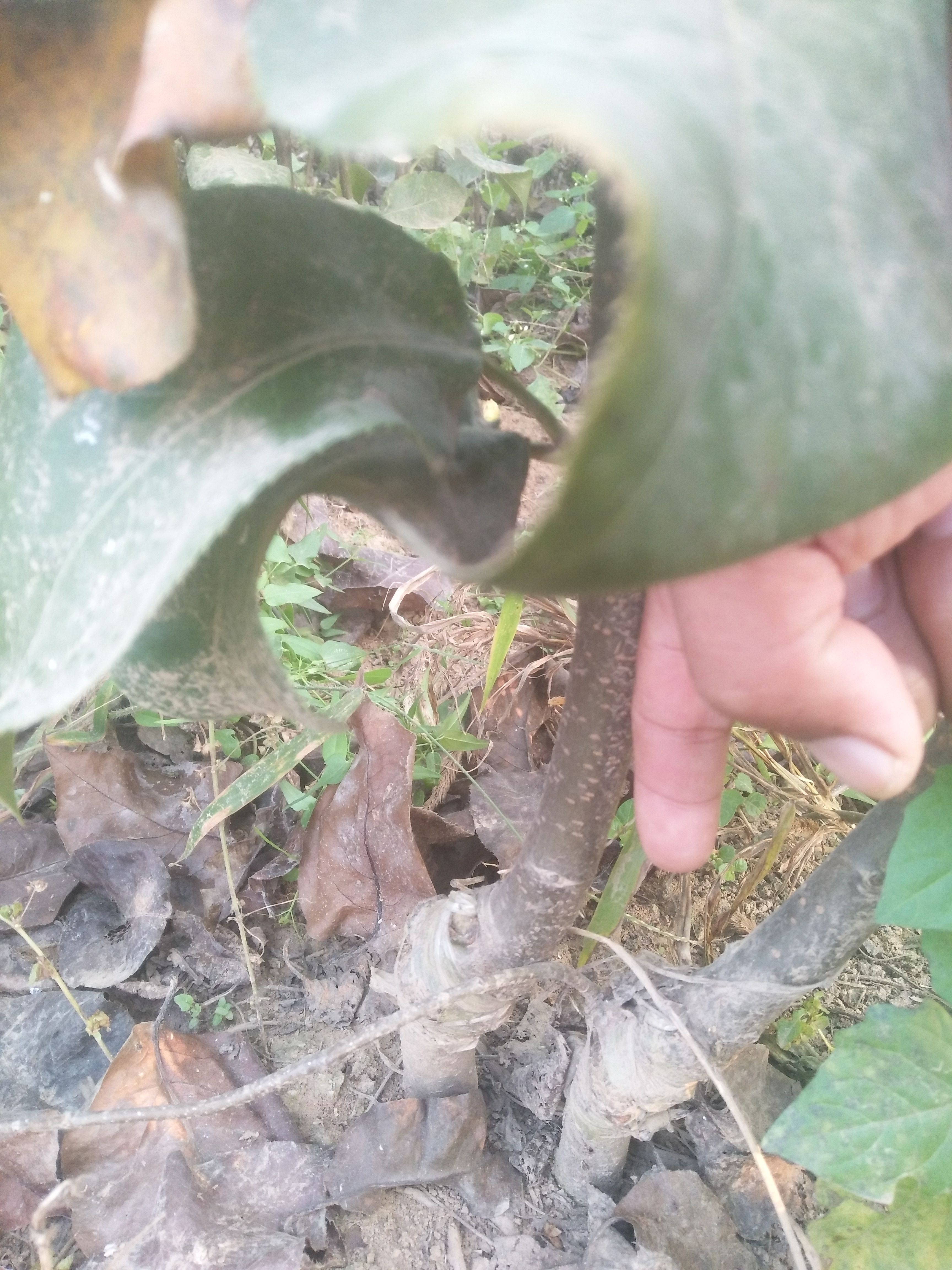 秋月梨树苗 秋月梨苗