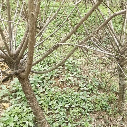 清货骨里红梅花树大小不一可以就全走价格优惠没有管理
