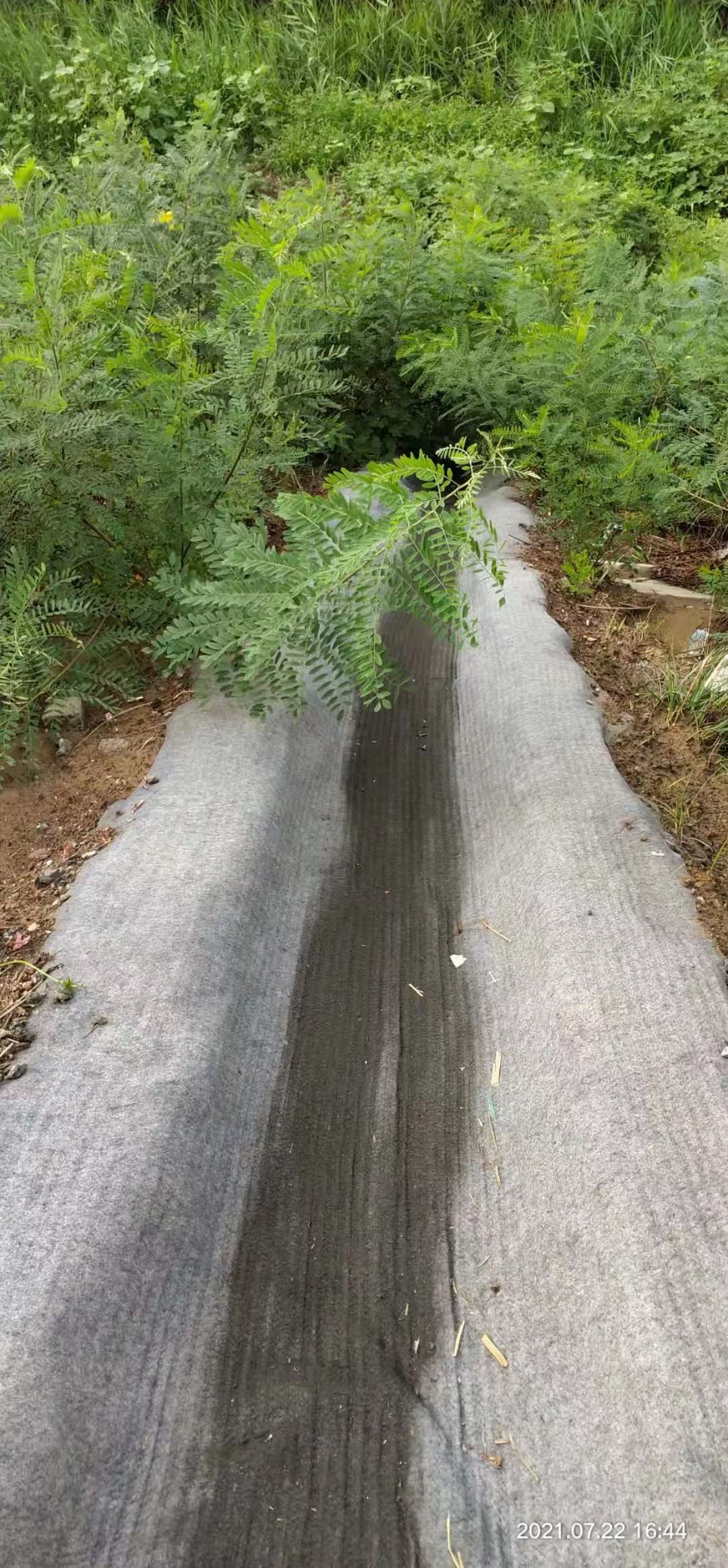  新型水泥毯    施工方便  浇水即用