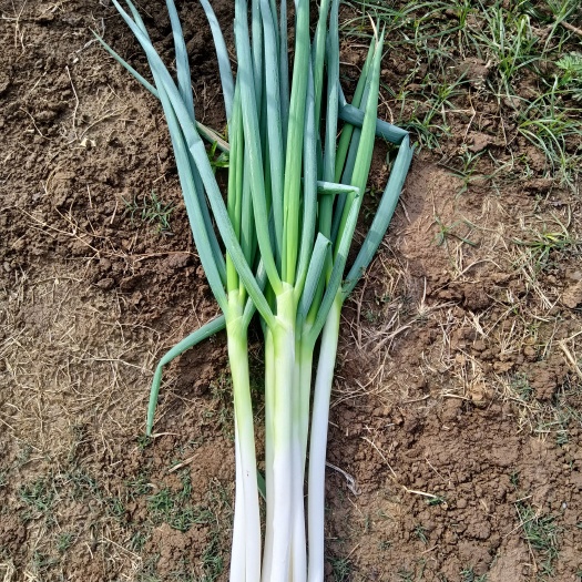 泰安大葱  长白，铁杆，钢葱，现货，低价