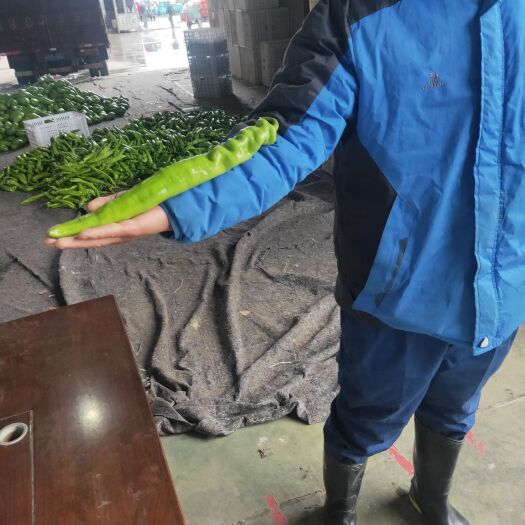 内黄县 精品圆椒尖椒