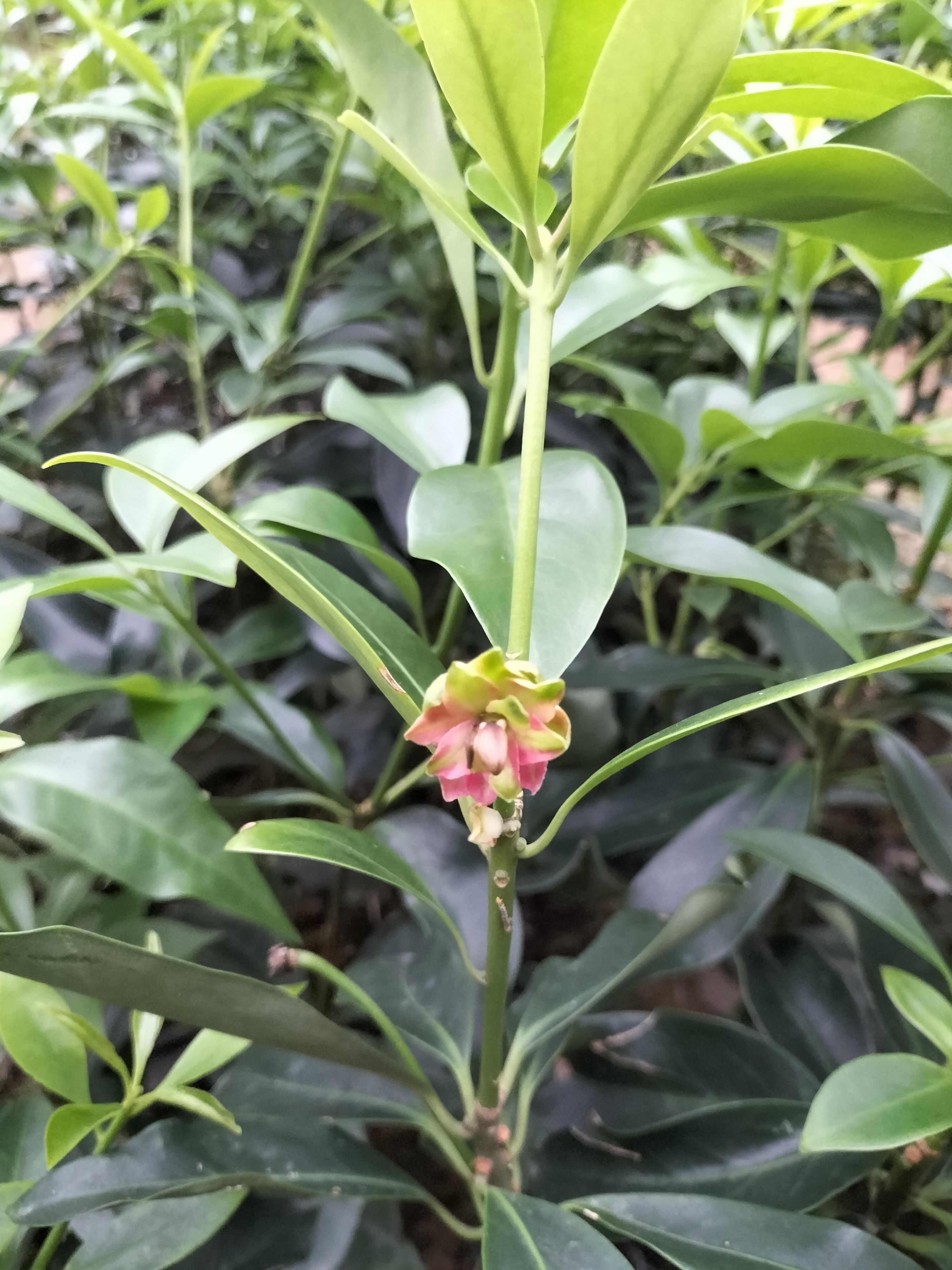 八角金盘  陈平木王罗马品种