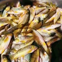 赣州淡水石斑鱼苗 江西赣州南康石斑鱼大量有货
