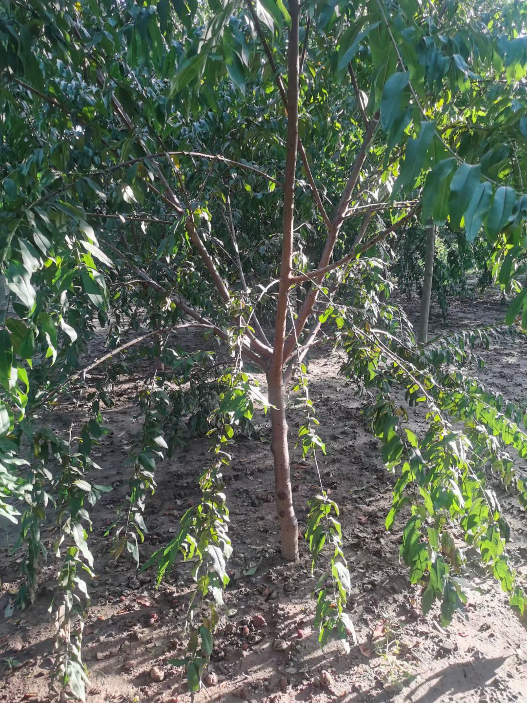 红叶碧桃，青叶碧桃2-12公分