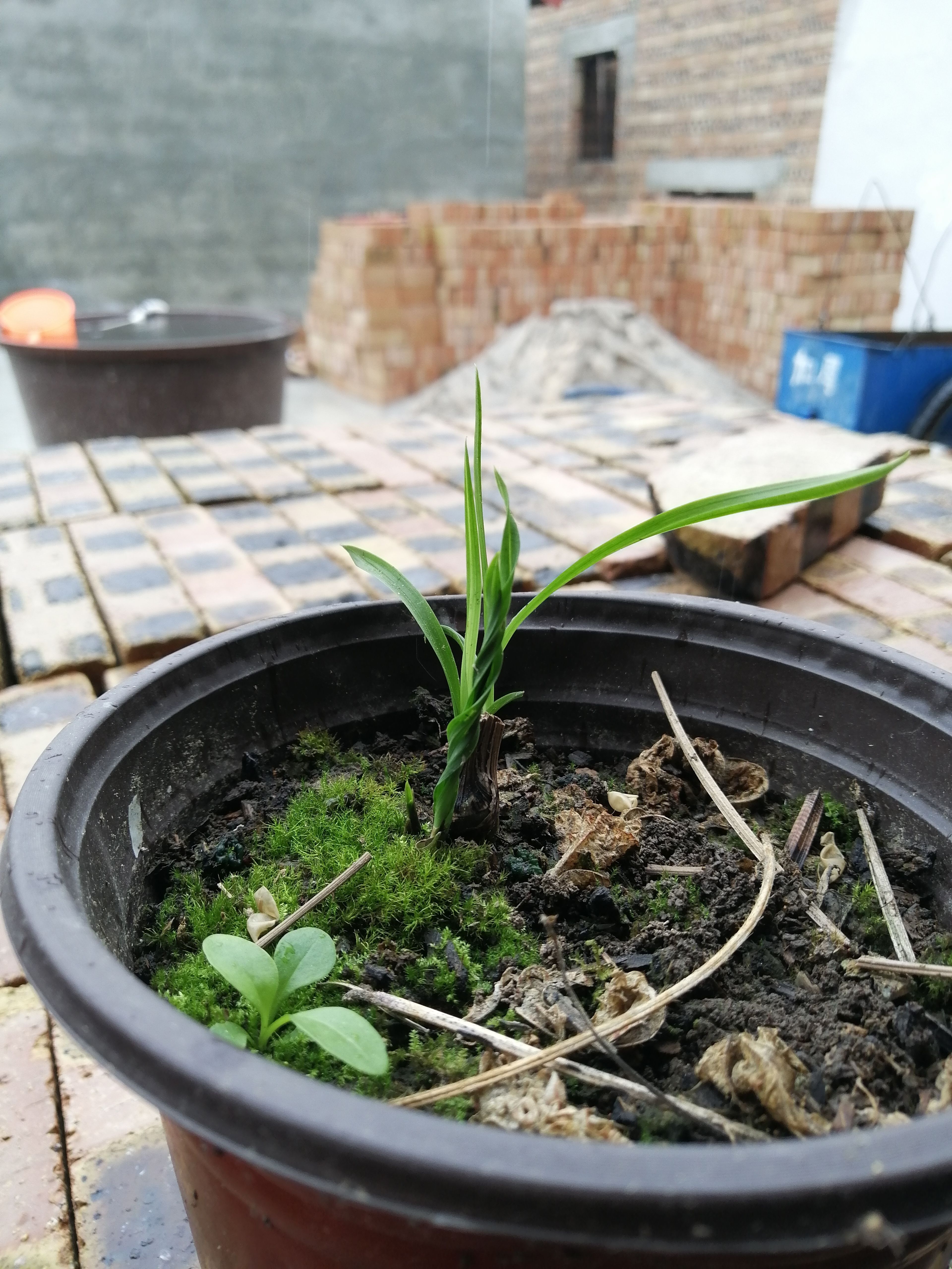  春兰，水晶头行草一体，整株三苗，，