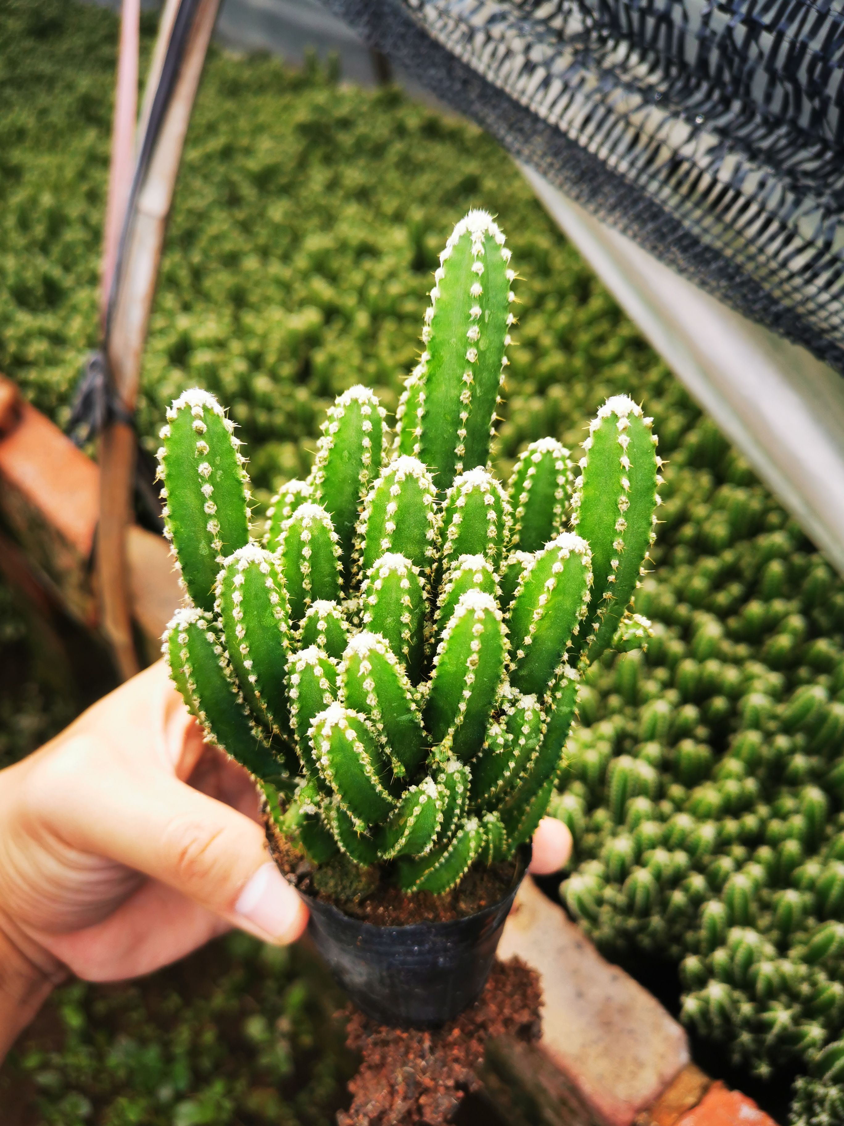 万重山多肉仙人掌基地批发15/35/88/96规格品质保证