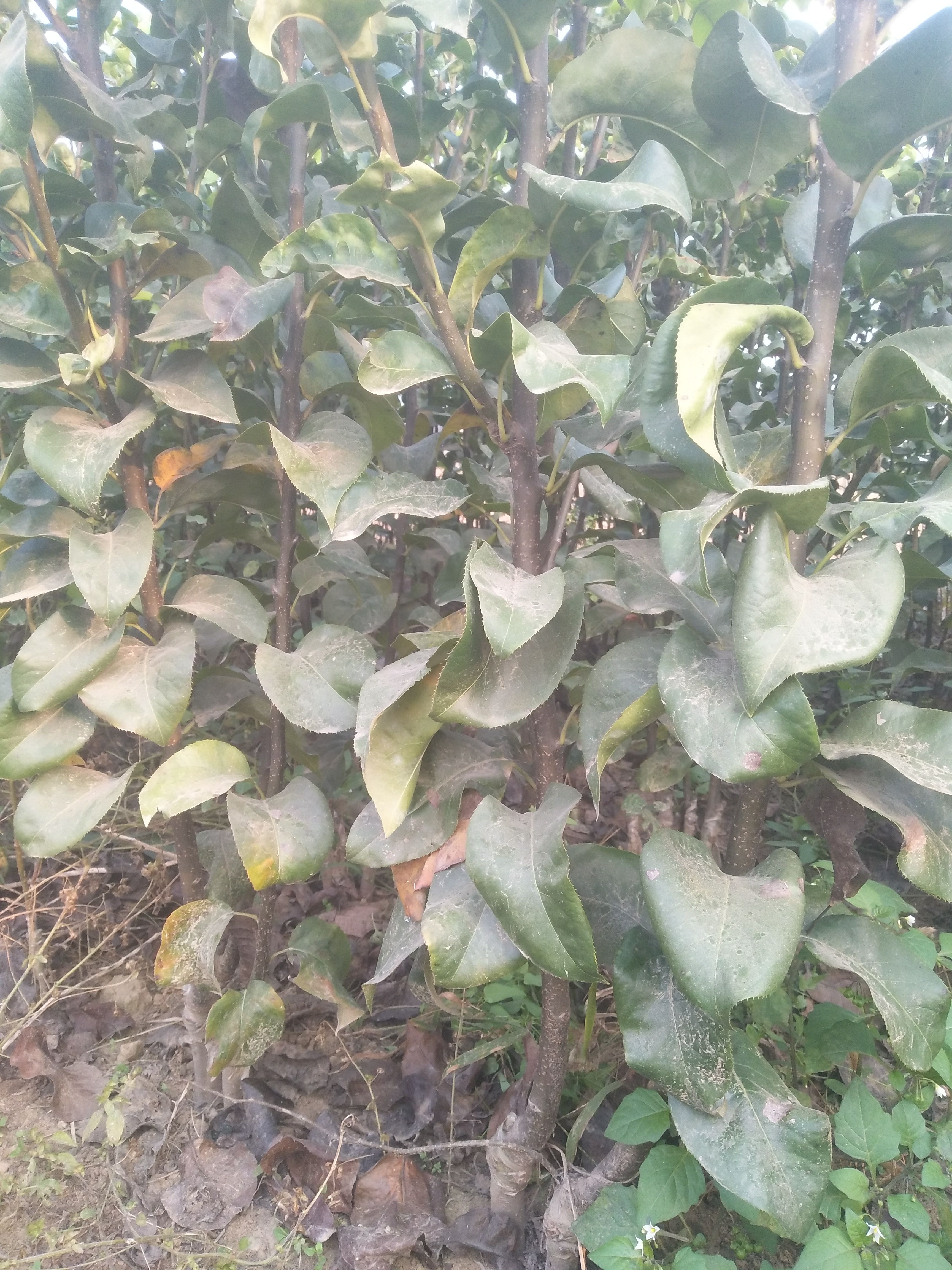 秋月梨树苗 秋月梨苗