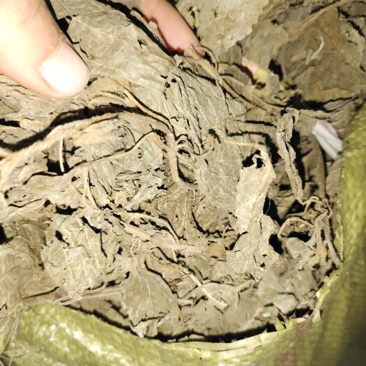 新鲜紫苏 紫苏叶山东临沂产地直销当年新货颜色青绿