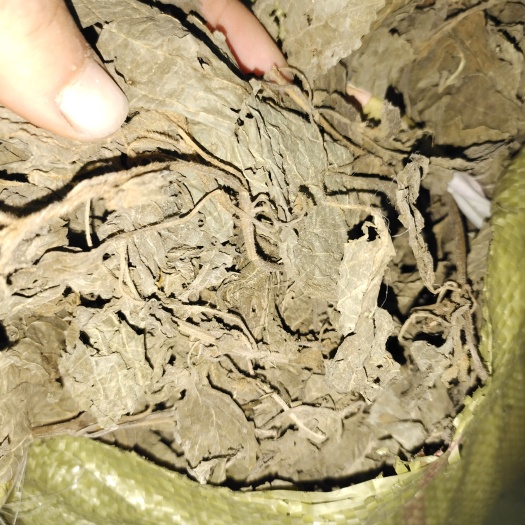 临沂新鲜紫苏 紫苏叶山东临沂产地直销当年新货颜色青绿