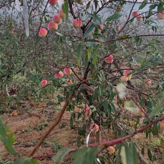 荣成市山东省威海市冬桃种植基地主营映霜红冬桃，香玲核桃等品种
