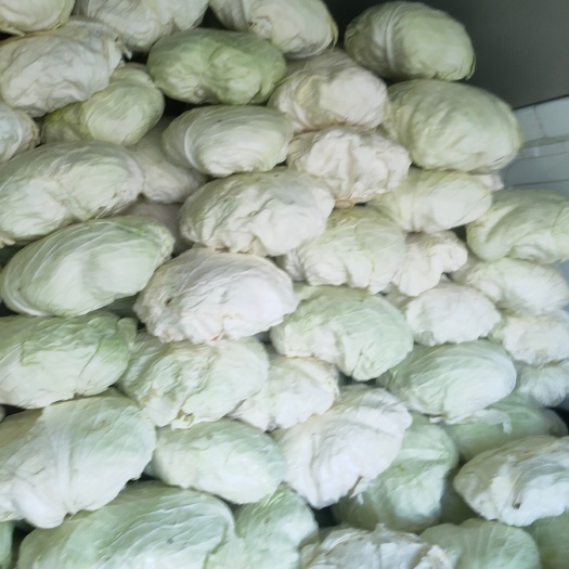 繁峙县京丰一号甘蓝 饺子厂