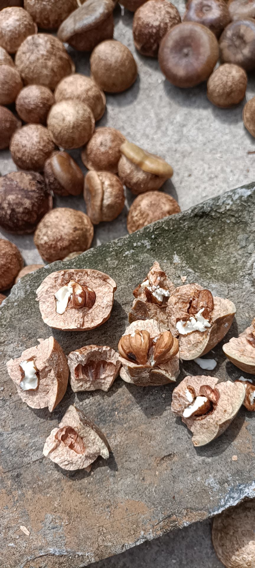 广西梧州风流果