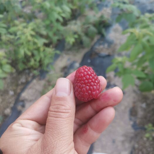 靖宇县红树莓苗双季红树莓苗甜果型树莓苗当年结果苗
