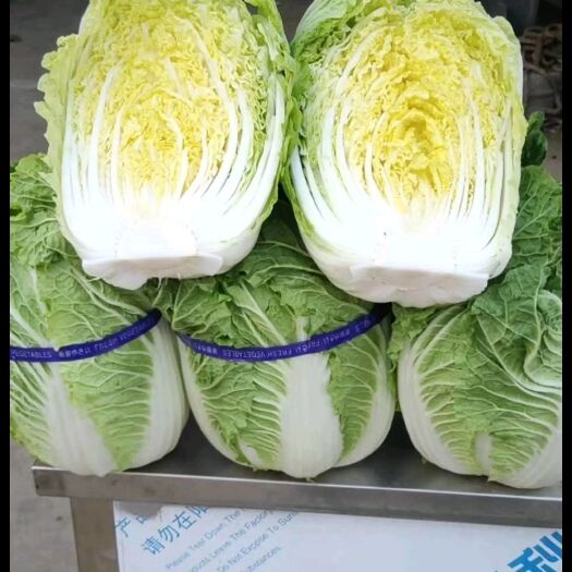 长阳县湖北高山大白菜，精品黄心大白菜 种植基地大量有货诚信经营