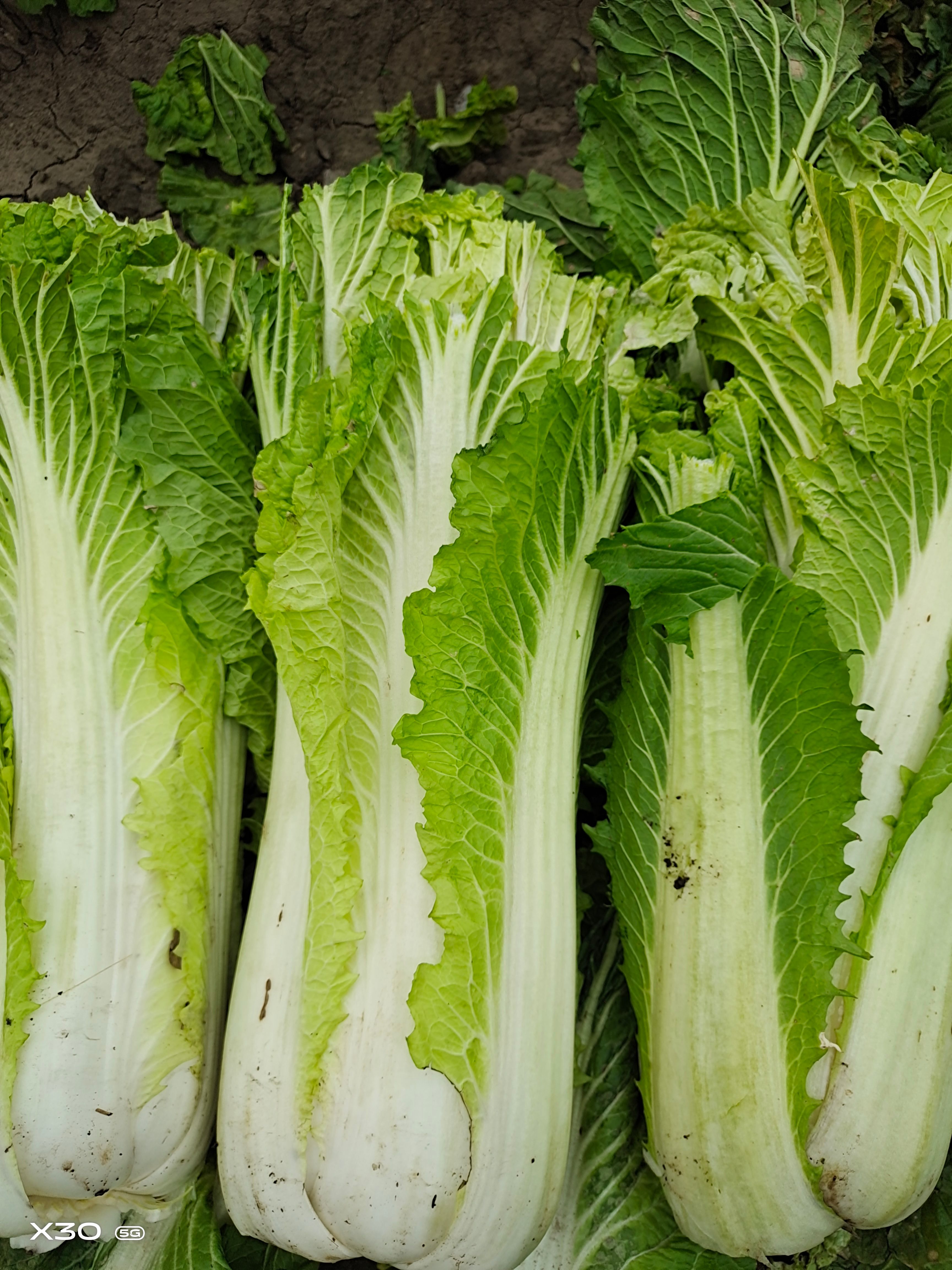 菊锦大白菜 吉林省四平市公主岭市 