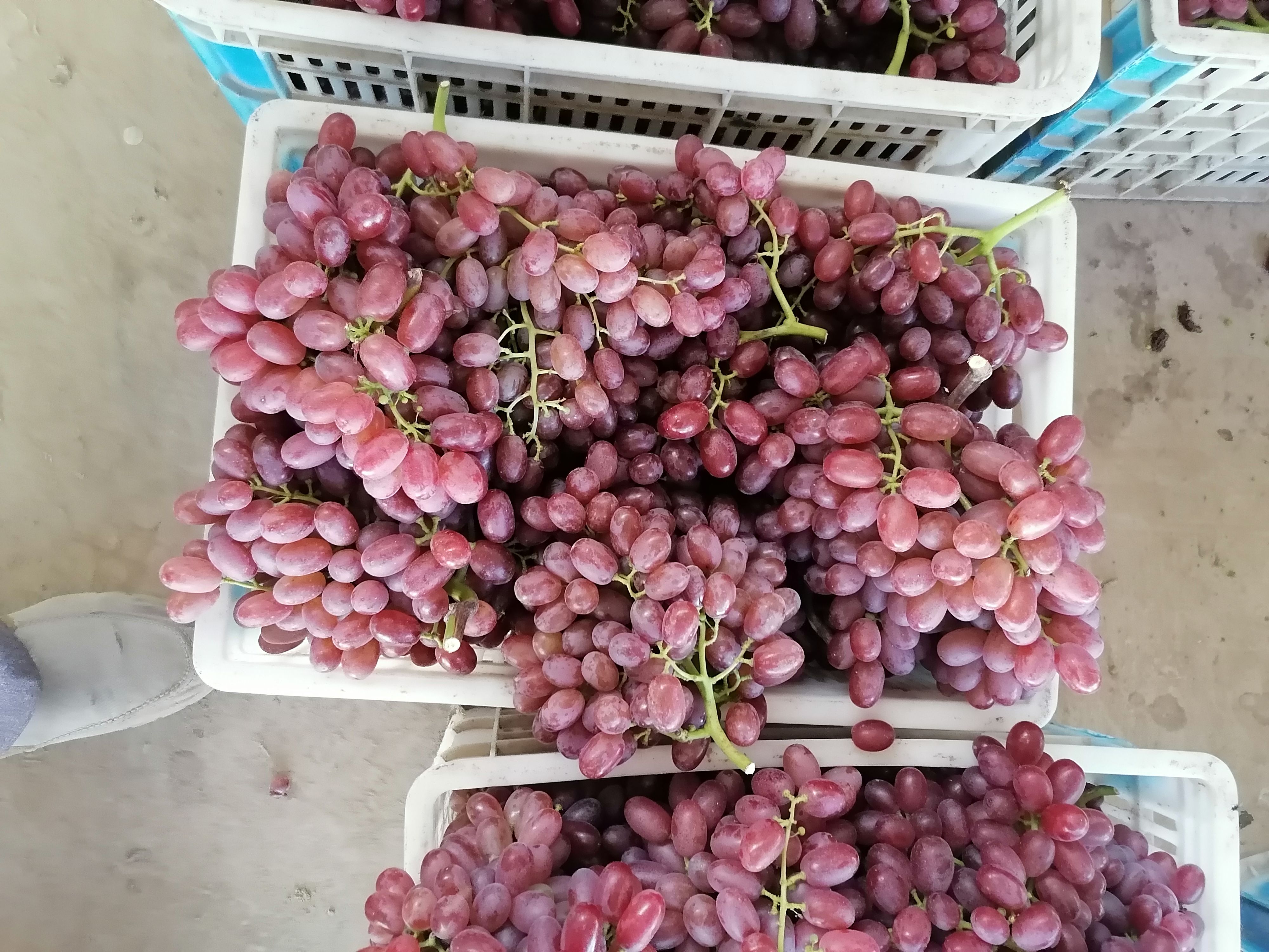 山西运城临猗克伦生，澳洲无核产地直销