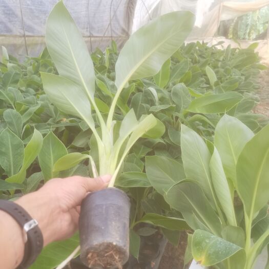 南宁金粉一号香蕉苗  苹果粉香蕉苗  香蕉苗，粉蕉苗，红蕉苗，金