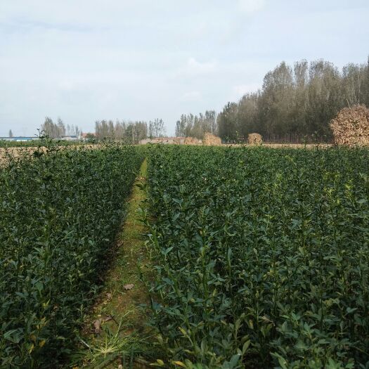 沂水县臭杞苗子又称铁篱笆枸橘苗，欢迎采购，保证质量