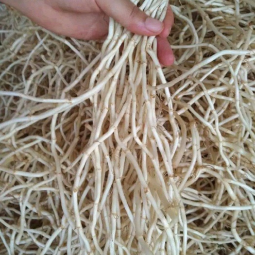 建水县 鱼腥草