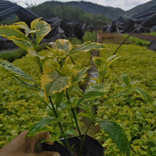 金边假连翘，花叶假连翘（大袋和中袋）