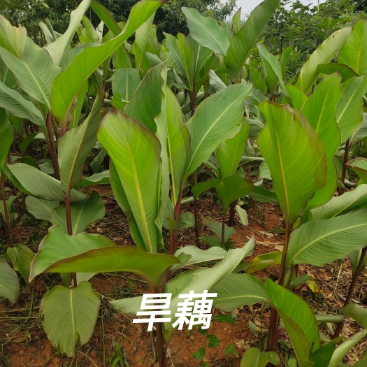  湖南芭蕉芋旱藕种根块茎批发
