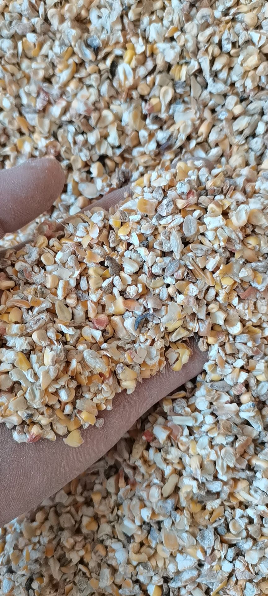 干玉米 碎玉米