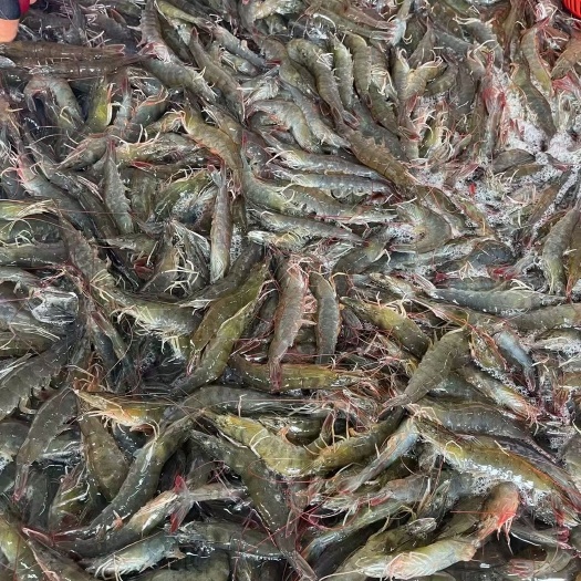 琼海市南美白对虾 产地直发，物美价廉
