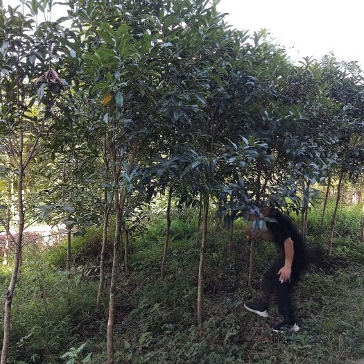 重庆市丹桂  自家种植桂花树