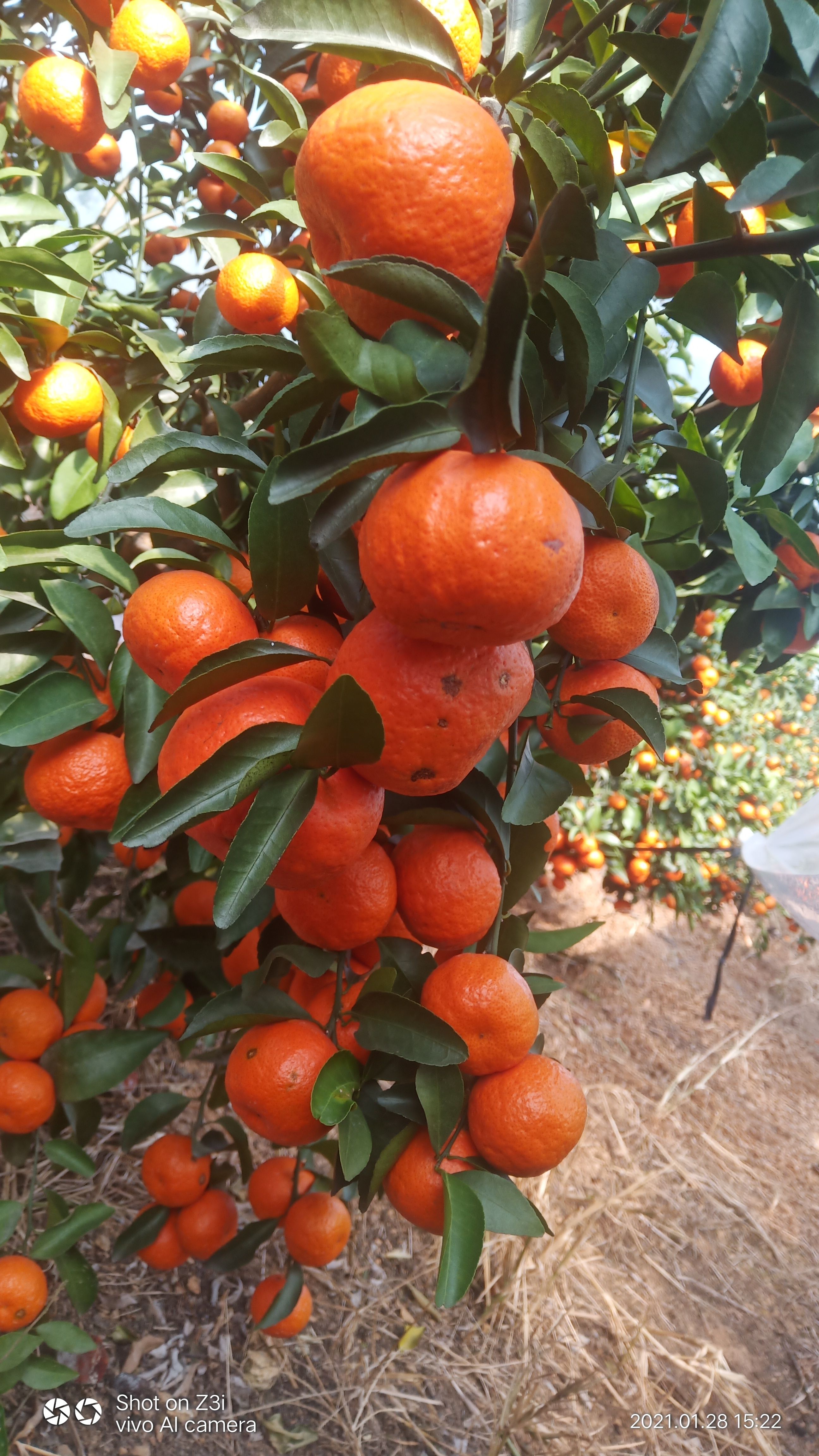 沙糖桔 金秋，金葵，砂糖橘，出嫁，沃甘茂谷柑，4块至2块钱一斤都有