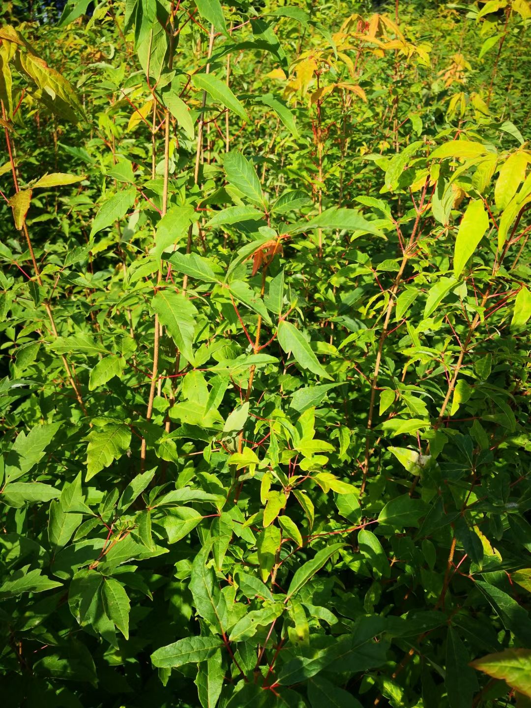 三花槭  拧紧槭苗，拧劲槭，拧筋槭苗