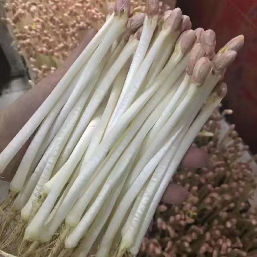 潍坊 花生芽常年现货供应，量大从优，全国可发，保质保量