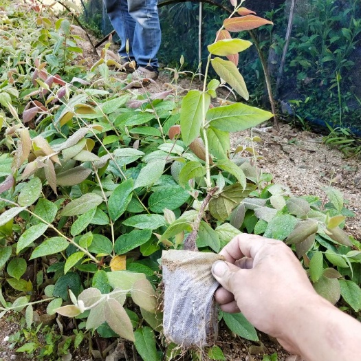隆回县湘蕾一号金银花苗 湘蕾金银花营养杯苗