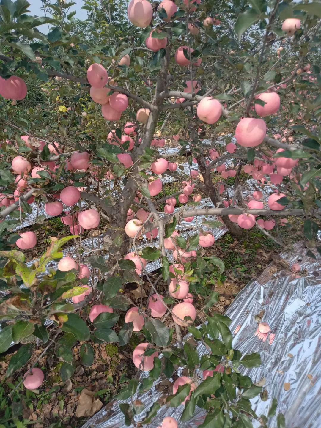 红富士苹果 陕西省咸阳市礼泉县 纸+膜袋 